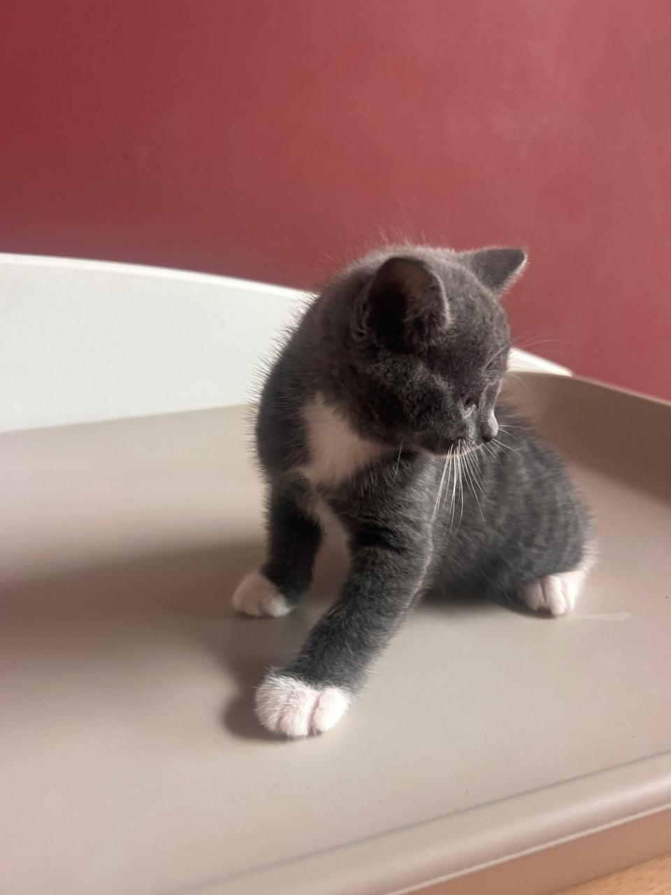Kittens