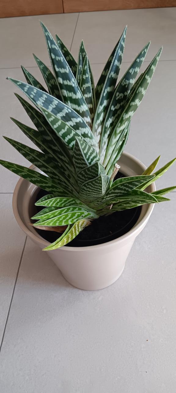 MOOIE VETPLANT incl. BLOEMPOT