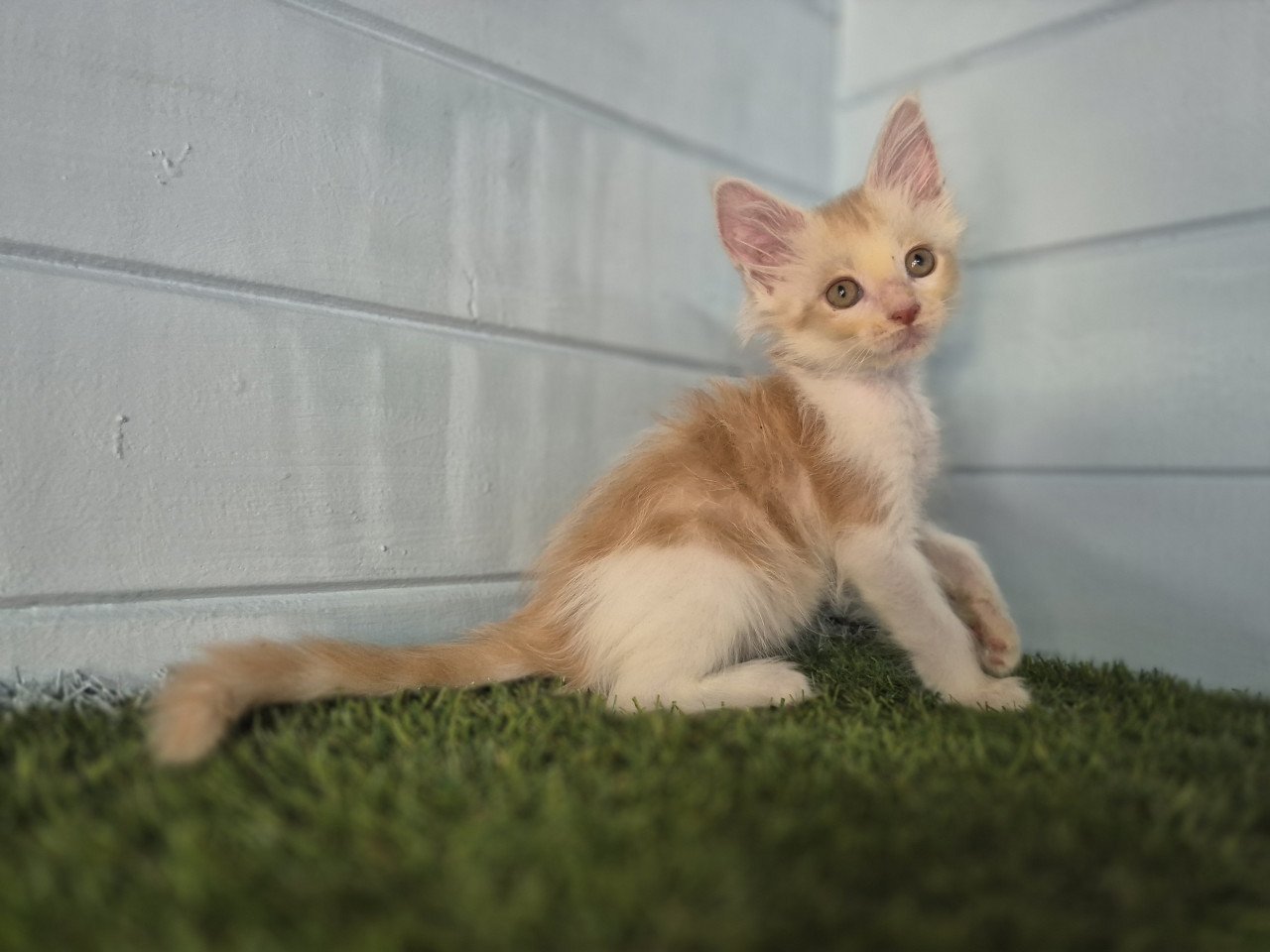 Maine coon kittens polydactyl