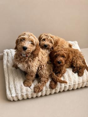 🐾 Liefdevolle Labradoodle pupjes zoeken hun gouden mandje 🐾
