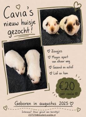 Lieve cavia zeugjes