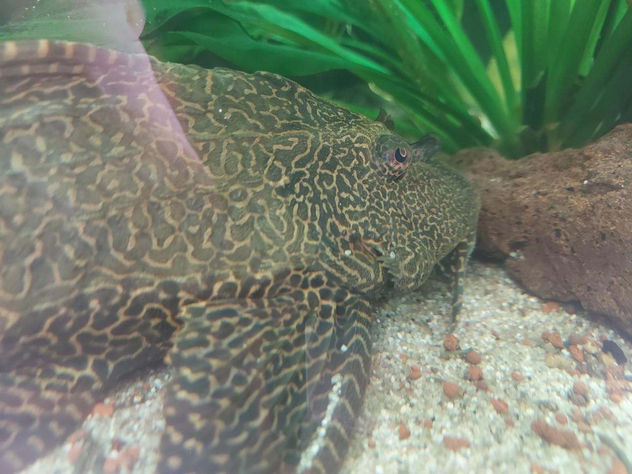 Pleco algeneter