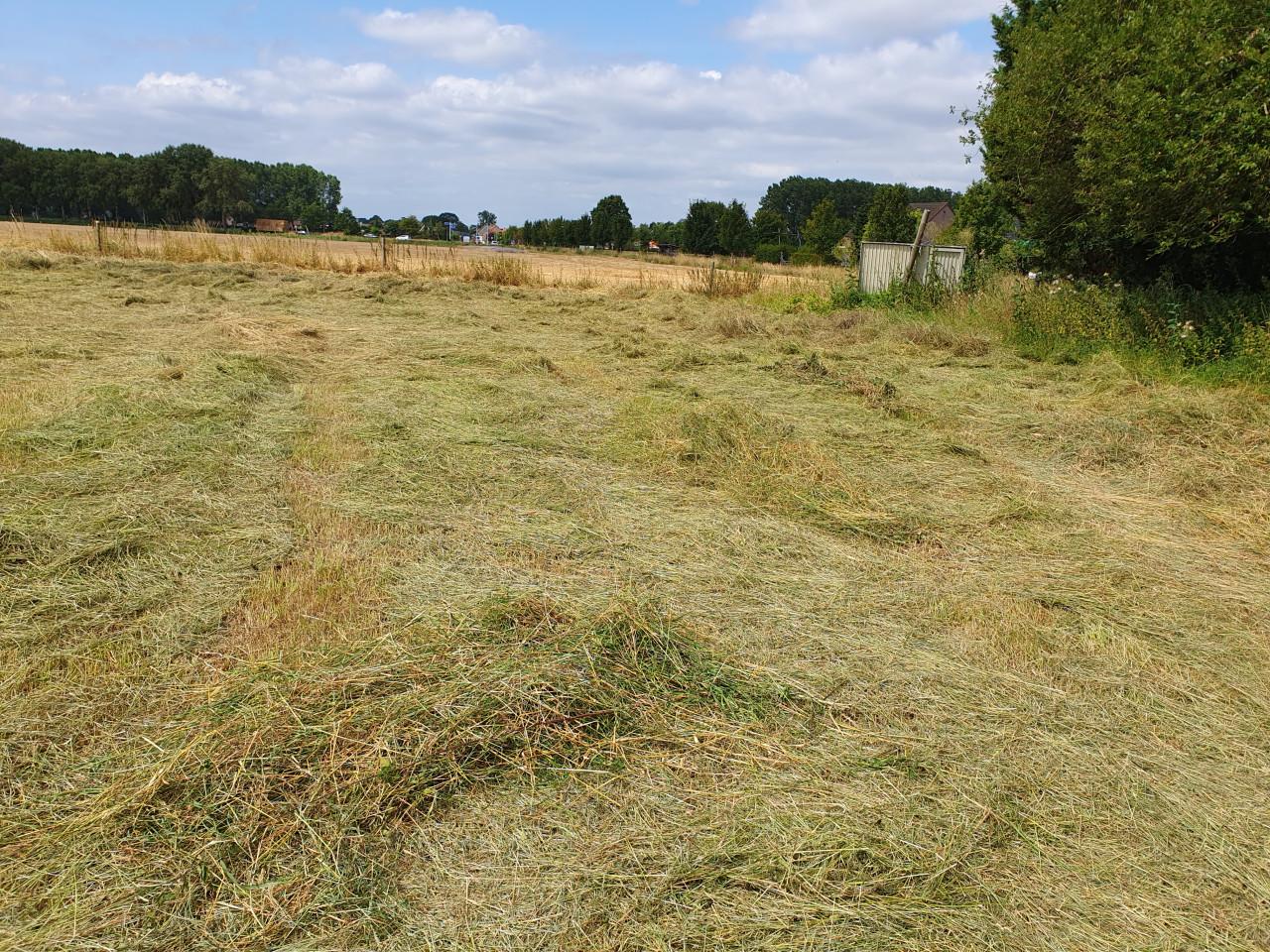 Grote ronde balen natuurhooi 1e snede laag eiwt schoon, in folie gewikkeld.