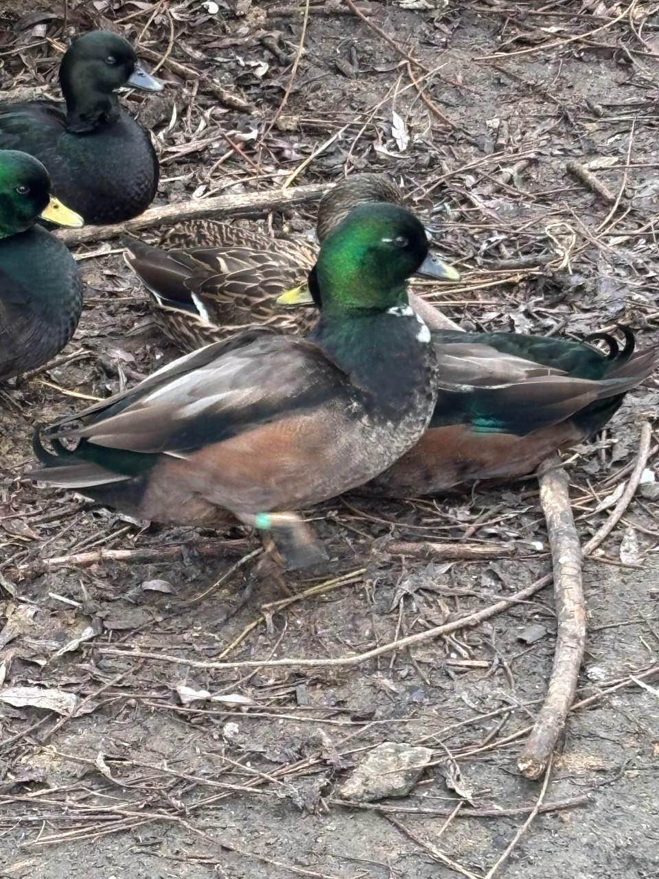 2 mooie raszuivere kwakers