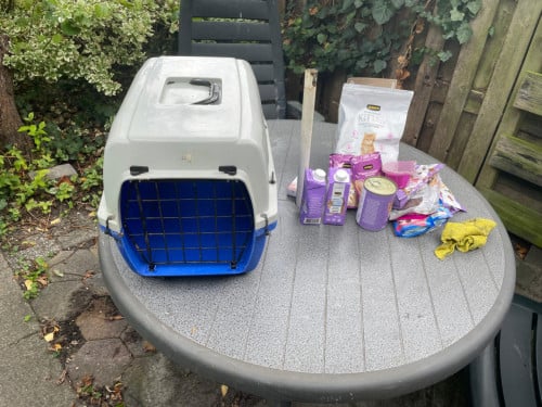 Reismandje kat
