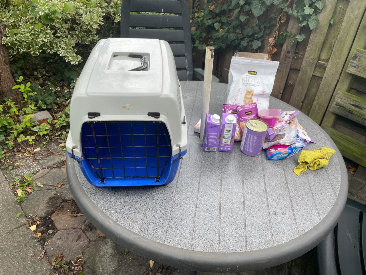 Reismandje kat
