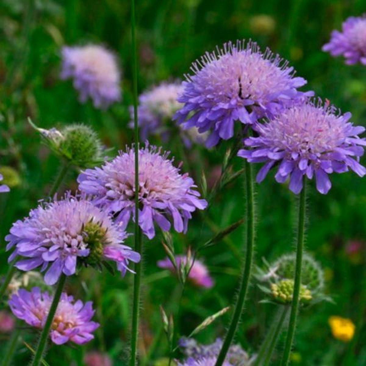 TK: SIERTUIN + MOESTUIN PLANTEN BIJ DE VOORDEUR