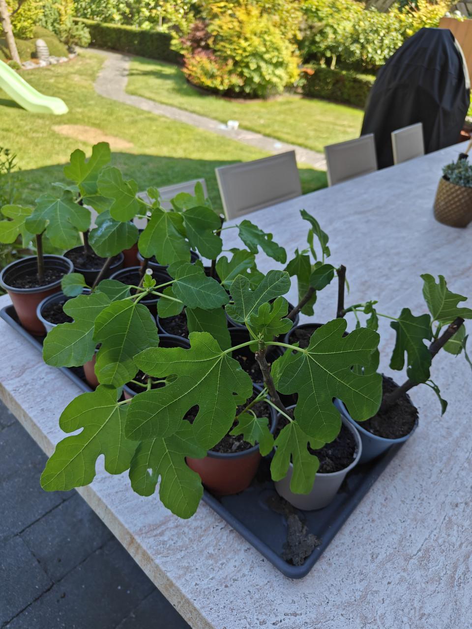 Vijgenboompjes vijgen vijgenplant  brown Turkey