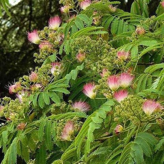 Albizia (perzische slaapboom)