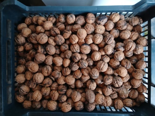 Te koop walnoten uit eigen tuin
