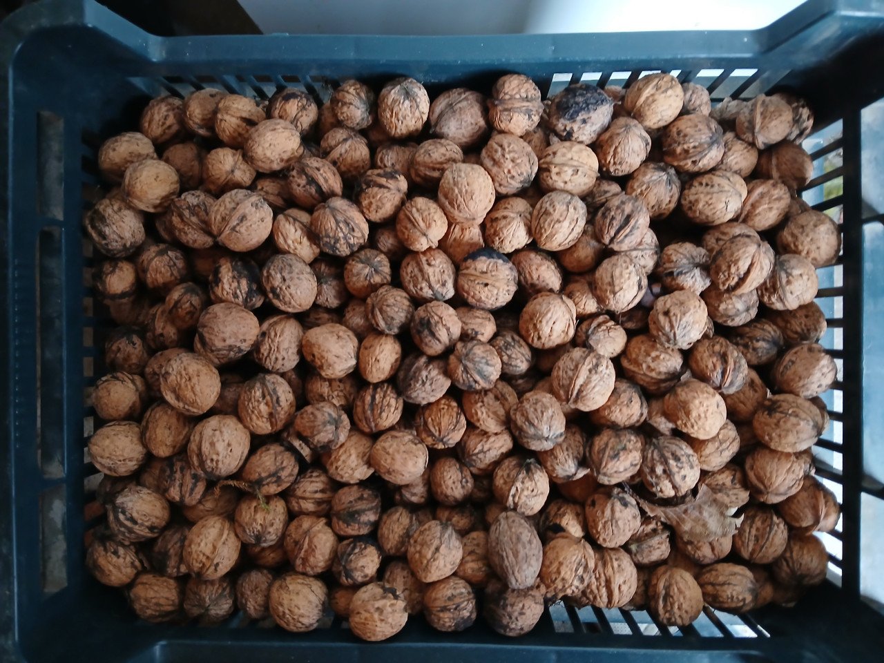 Te koop walnoten uit eigen tuin