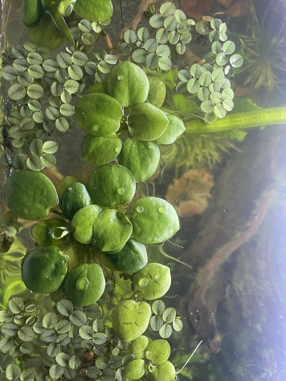 Drijfplanten aquarium