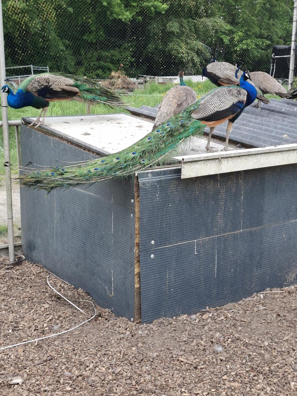 Blauwe pauwen, hennen en hanen