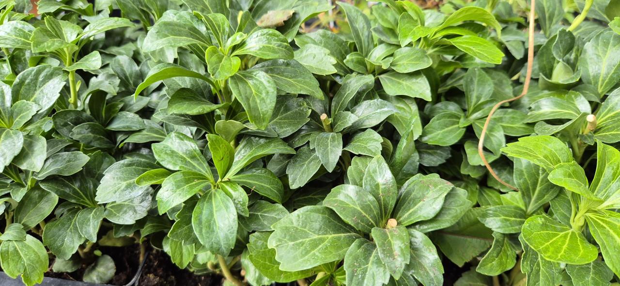 Tuinplanten assortiment bio