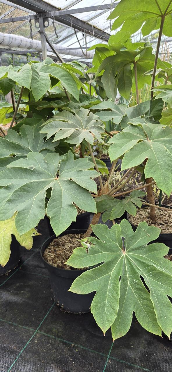 Tuinplanten assortiment bio