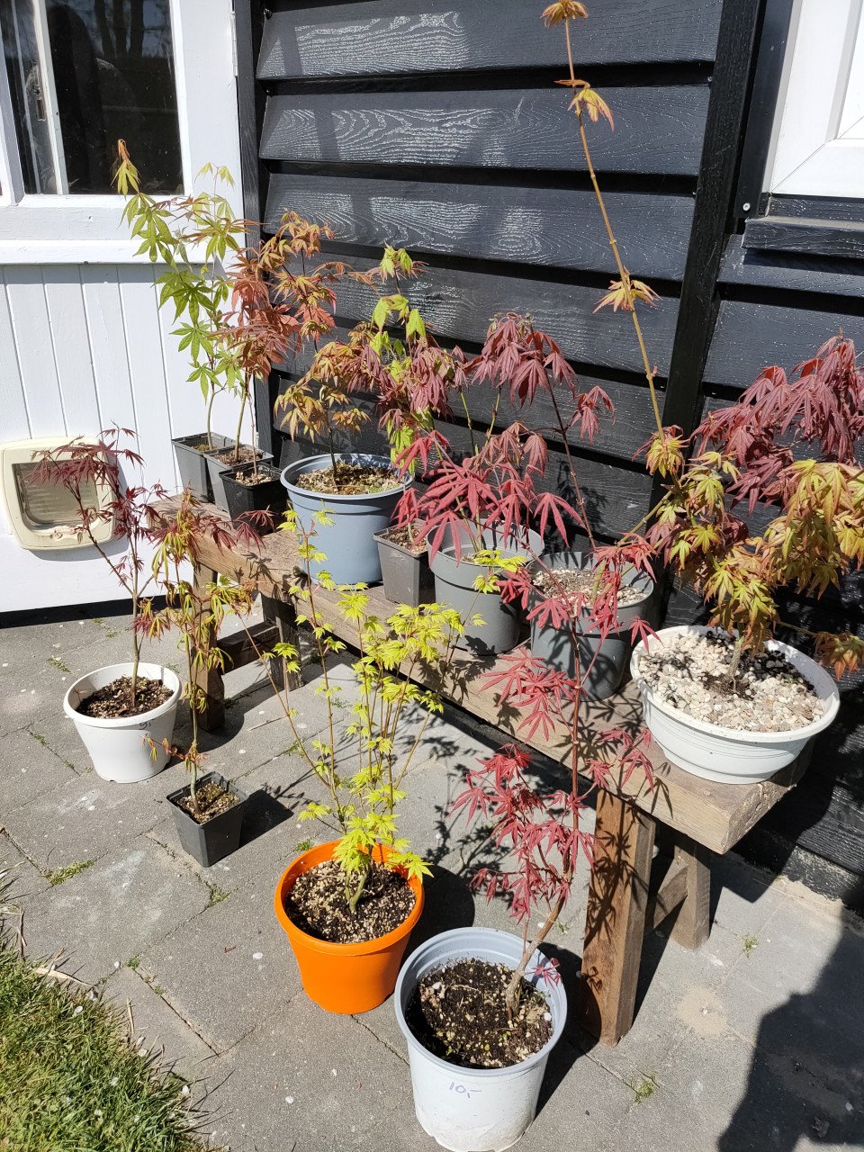 Japanse esdoorn, Acer palmatum