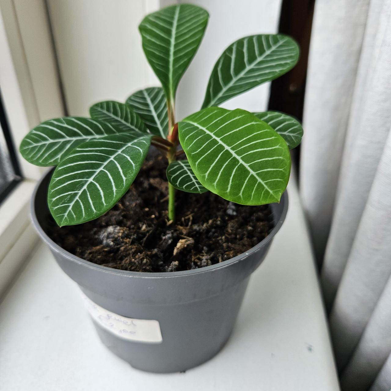 Stekje van mn madagascar plant
