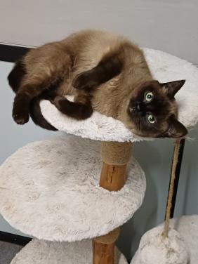 Super lieve aanhankelijke Brits Korthaar poes zoekt een nieuw huisje.