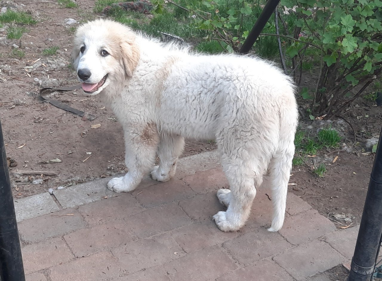 Pyreneese Berghond pup
