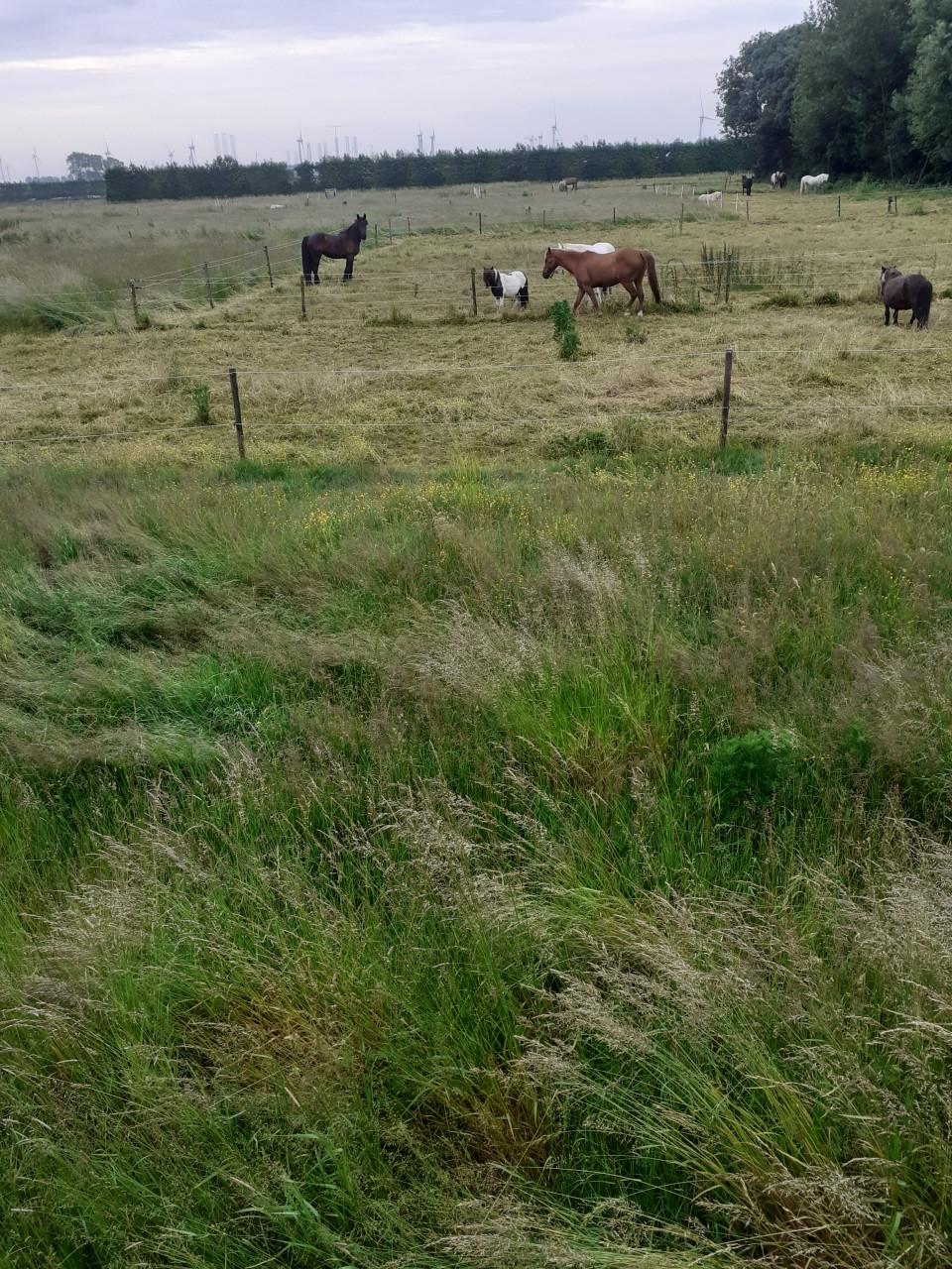 Paarden stalling