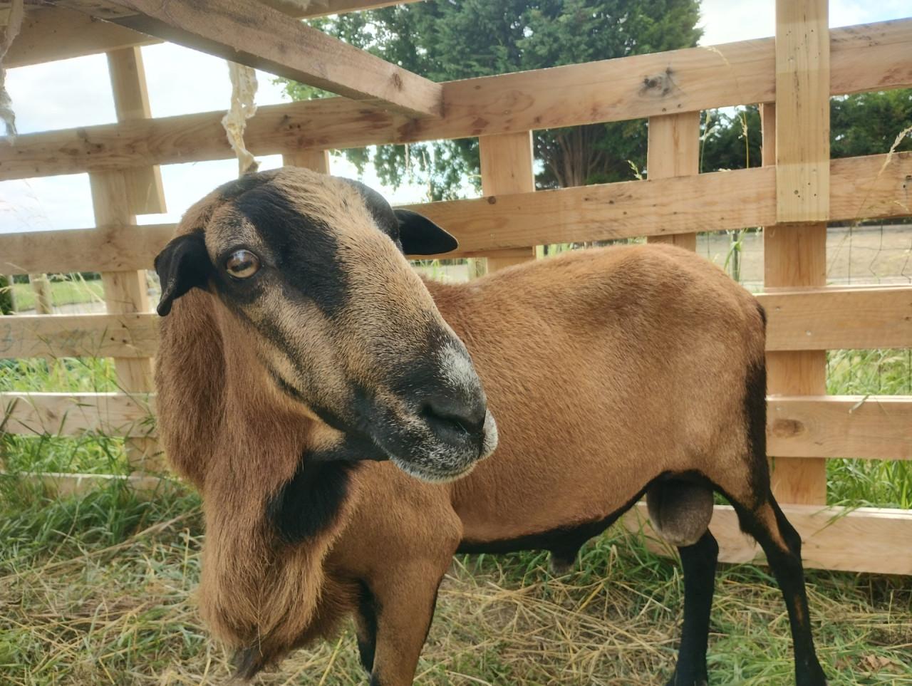 Schapen barbados black belly