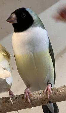 Gouldamadines