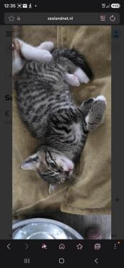 Supper schattige kittens mogen verhuizen
