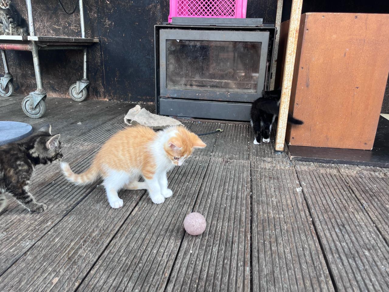 Lieve kittens te koop (GECHIPT EN GEËNT)