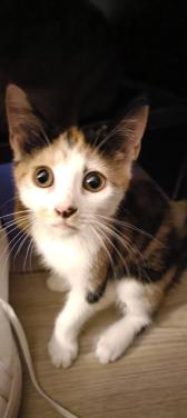 Mooie en lieve kittens