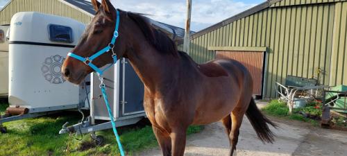Paard scheren