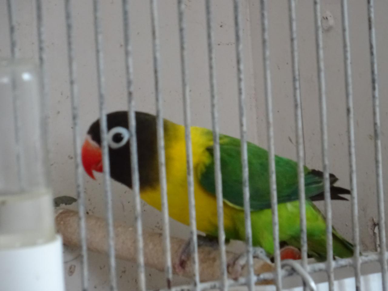 Te koop Zwartkopmaskeragapornis mannen  Personata