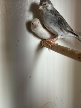 Kanaries, diamantduifjes en zebravinken