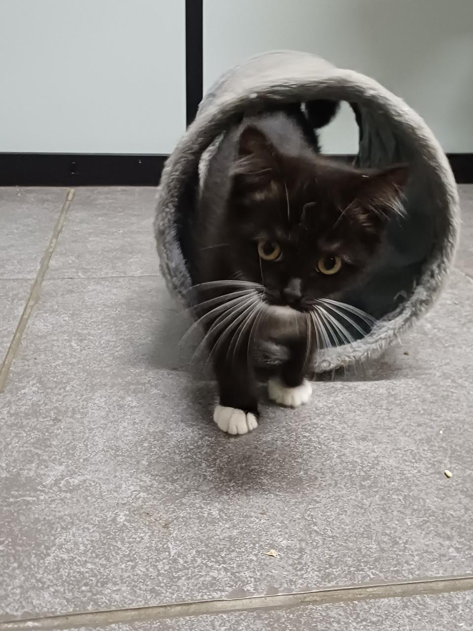 Zeer mooi Brits Korthaar x Ragdoll kitten POESJE