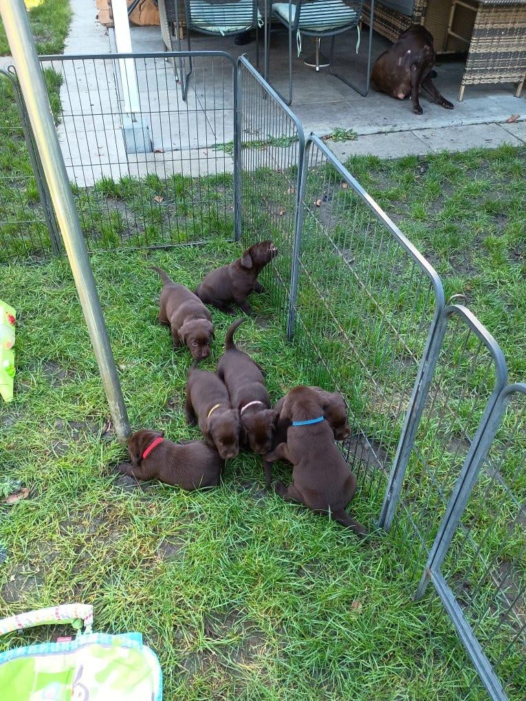 6 labrado puppy's