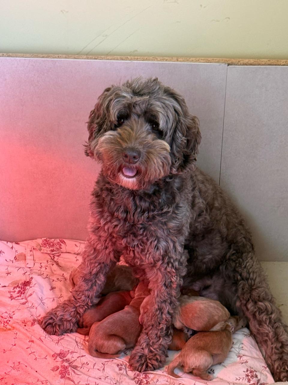 🐾 Labradoodle pupjes, geboren 5 februari, zoeken straks een warm thuis 🐾