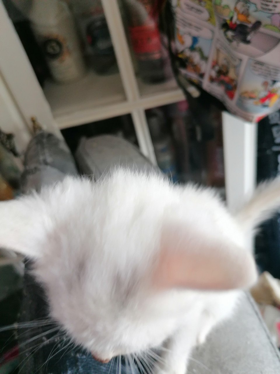 2 witte kittens