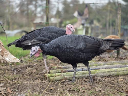 Groep kalkoenen (1 haan + 4 hennen)
