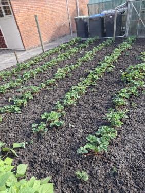 Aardbeien planten type Sonata