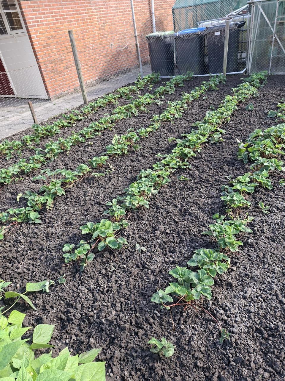 Aardbeien planten type Sonata