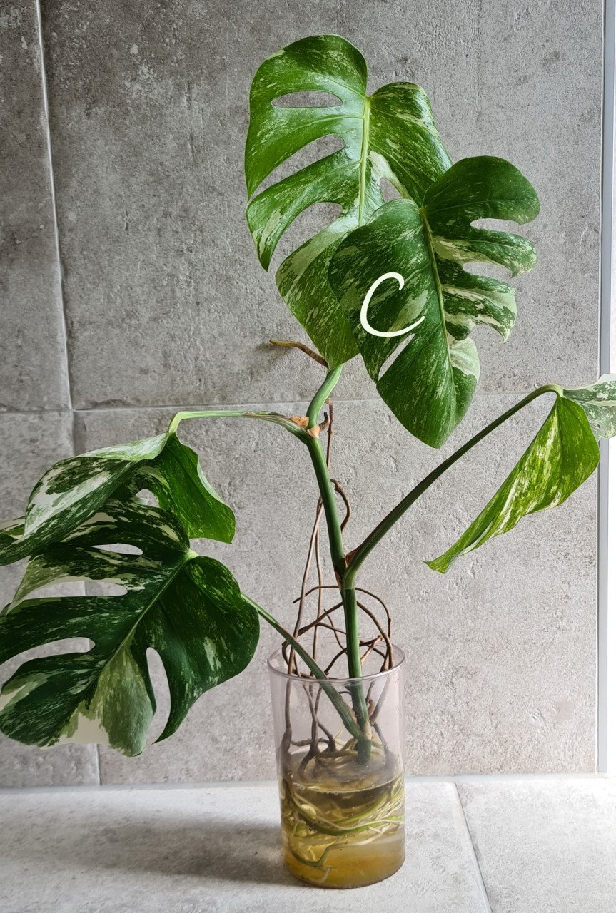 Monstera Variegata stekken