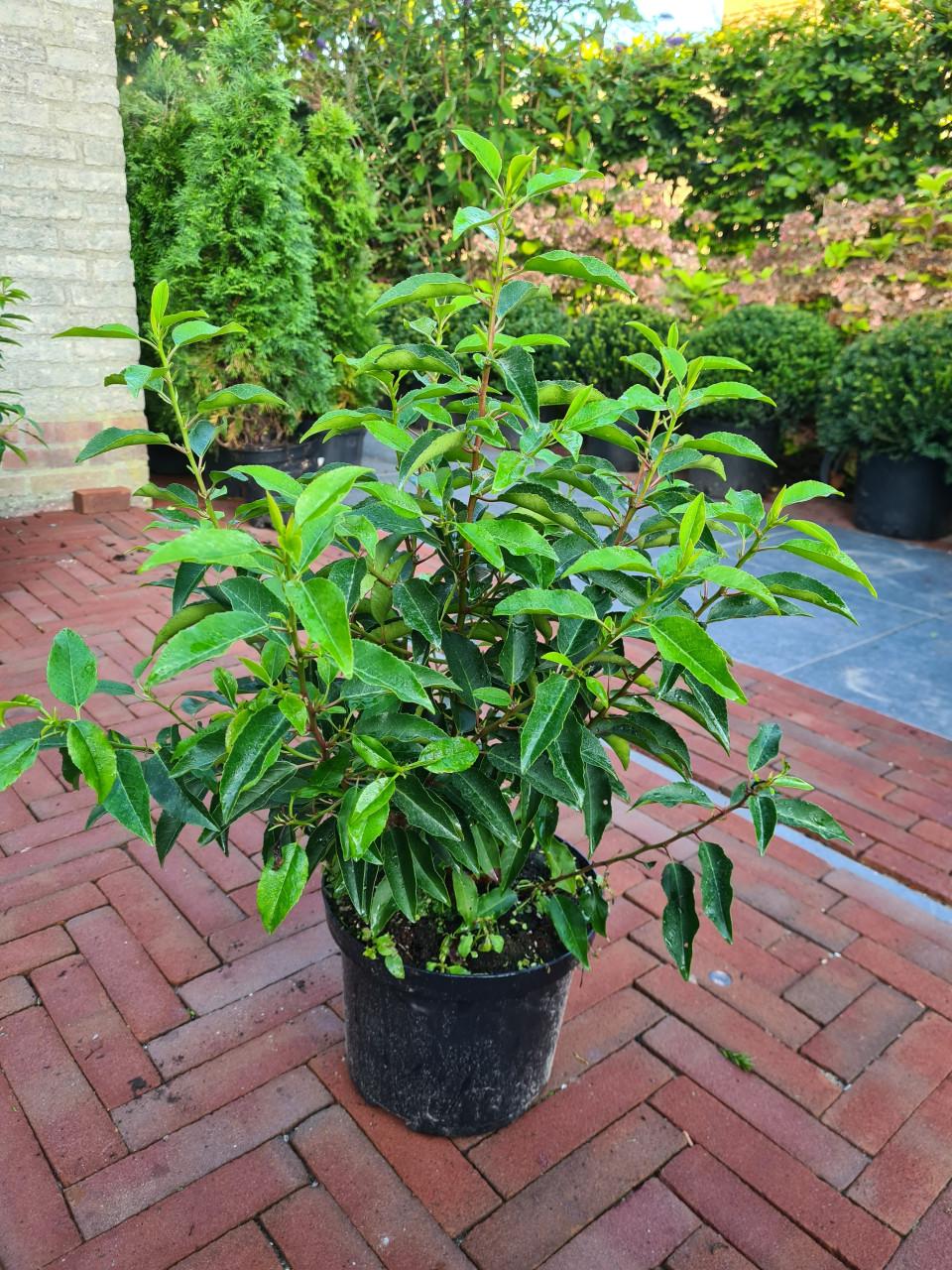 Portugese laurier haagplanten potgekweekt ca.60 cm