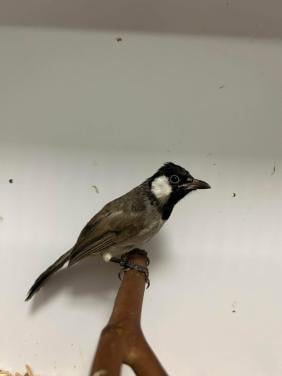 1-1 witoor buulbuuls