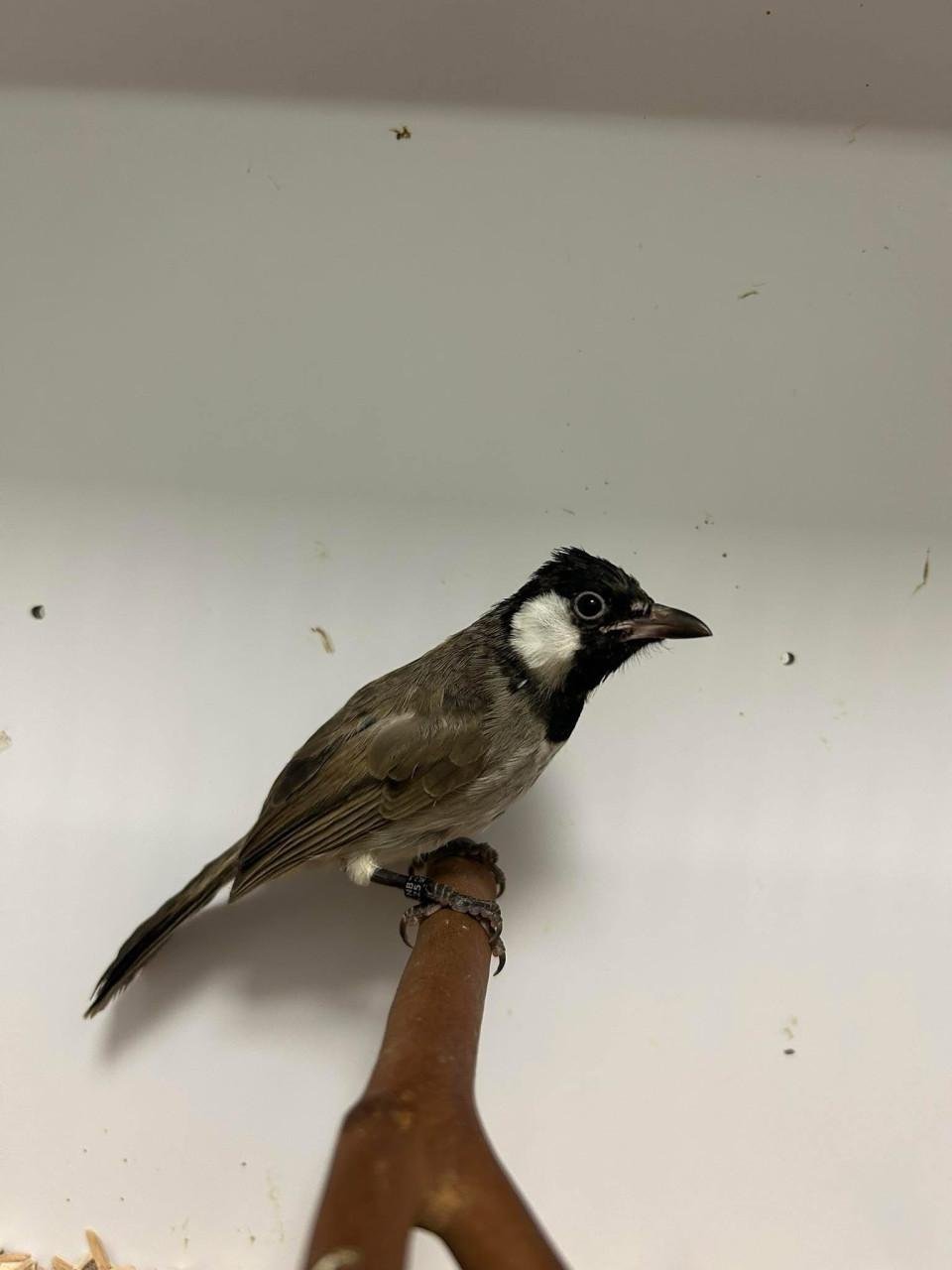 1-1 witoor buulbuuls