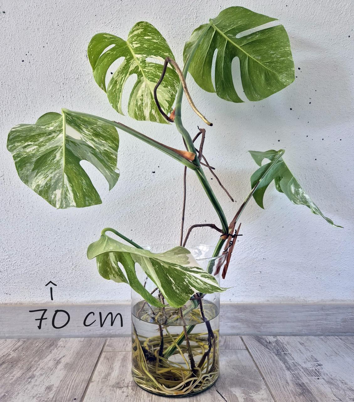 Monstera Albo variegata stek. Geworteld
