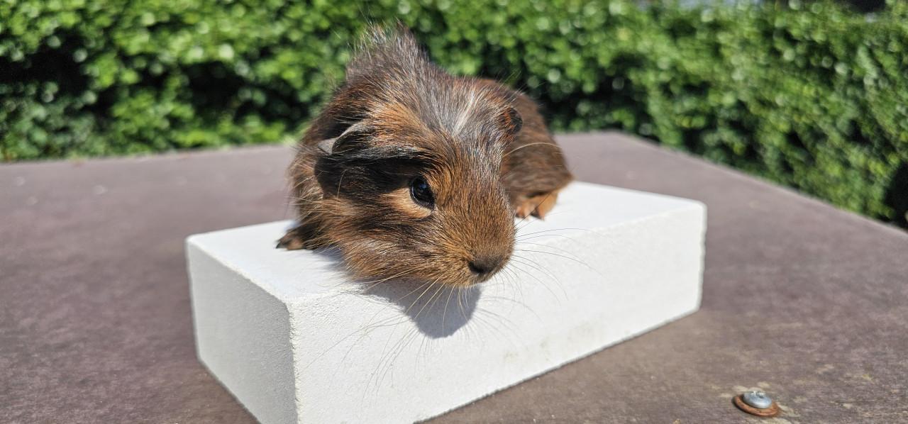 3 cavia beertjes zoeken een huisje