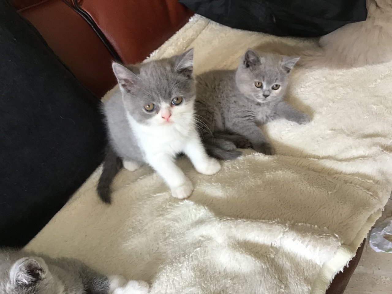 Brits Korthaar kittens