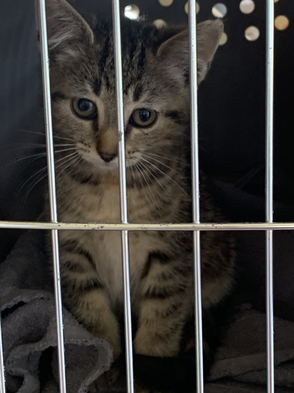 2 zwarte en 1 tijger kitten