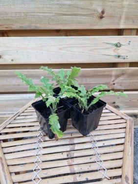 Laatste zelfgekweekte plantjes €1,- per stuk 3 voor €2,50