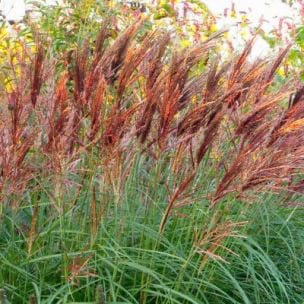 Prachtgriet (Miscanthus sin."Kleine Silberspinne")