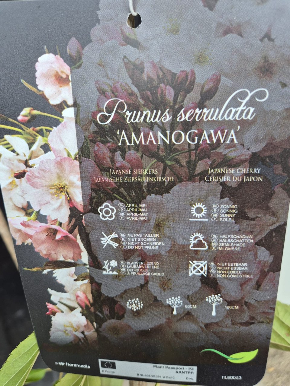 Japanse sierkers, oftewel de Prunus Serrulata Amanogawa.